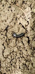 Haemopidae