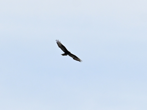 Common Buzzard