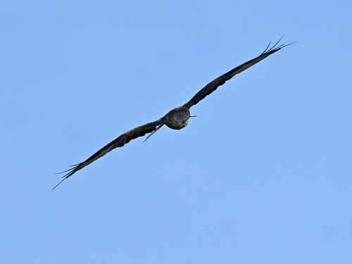 Red Kite