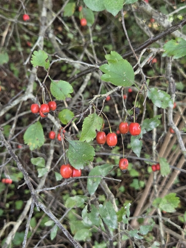 midland hawthorn