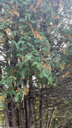 northern whitecedar