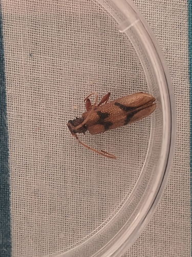 Phymatioderus bizonatus
