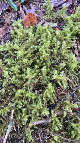 rough goose neck moss