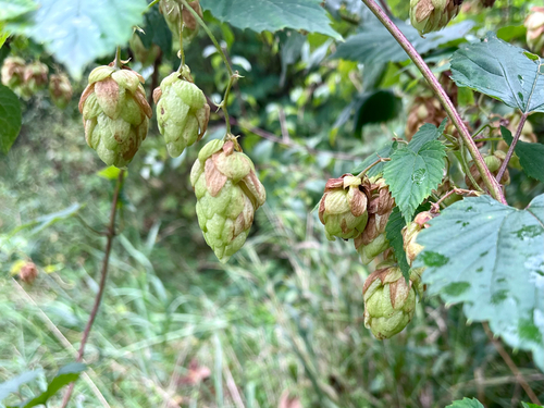 common hops