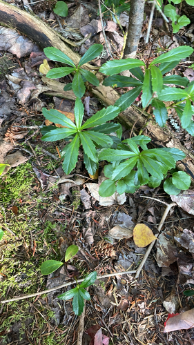 pipsissewa