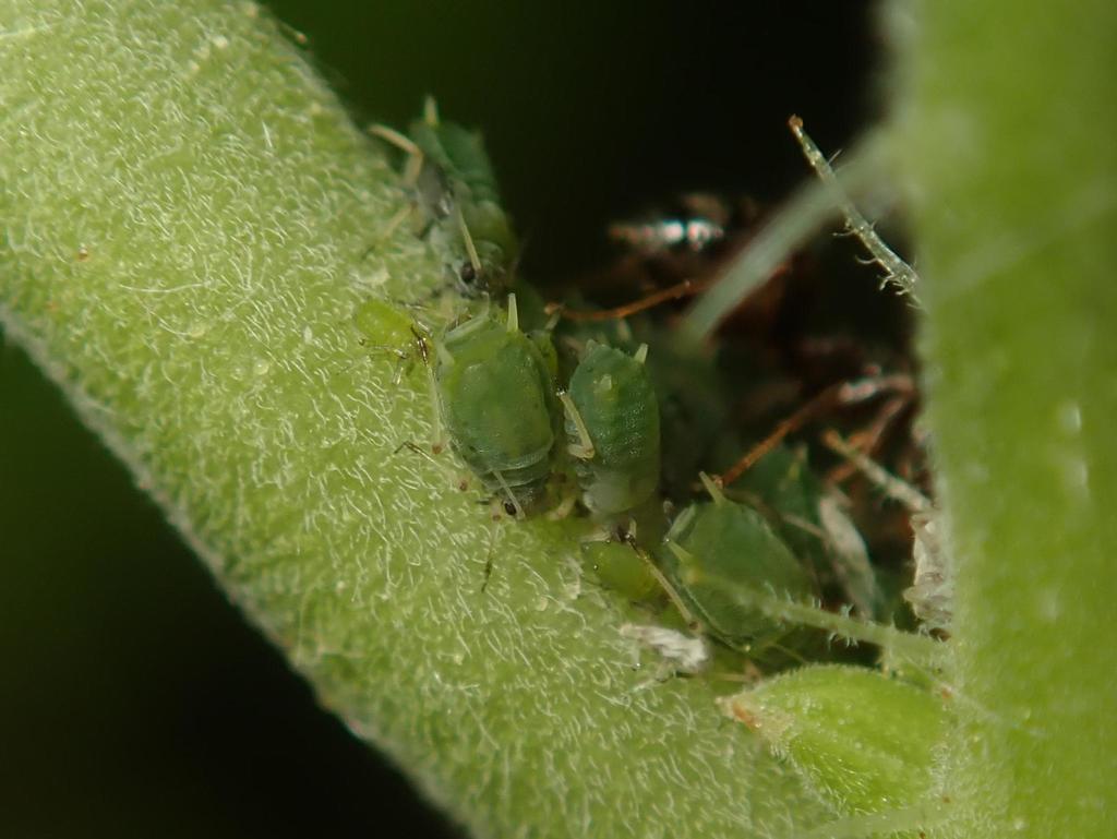 Aphis schneideri