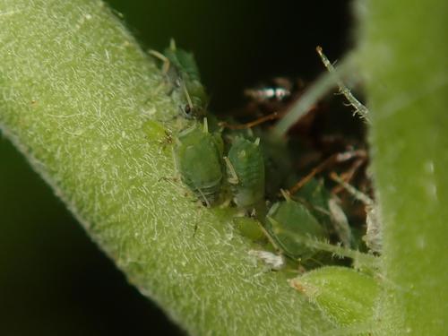 Aphis schneideri