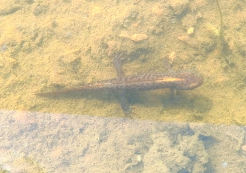 Alpine Newt