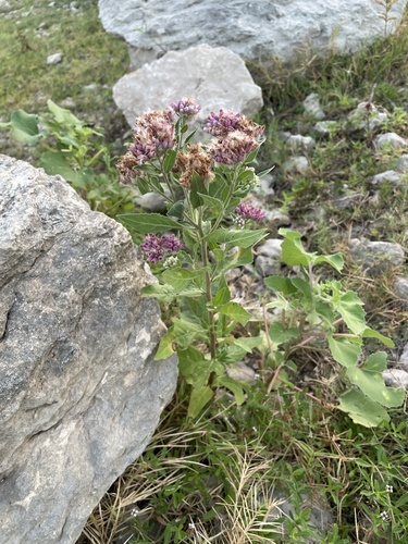 Pluchea odorata, photograph 6