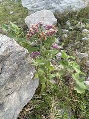 Pluchea odorata, photograph author not stated, no rights reserved