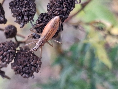 Marsh Damsel Bug