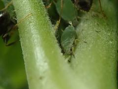 Aphis