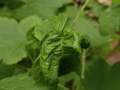 Aphis