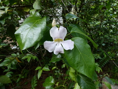 Bignonia aequinoctialis