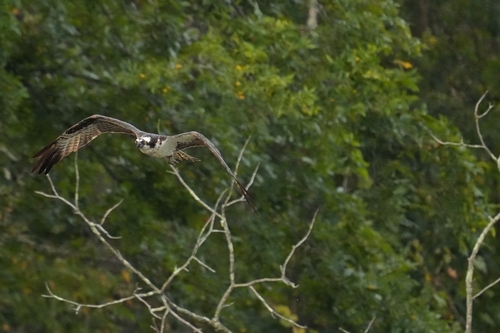 American Osprey