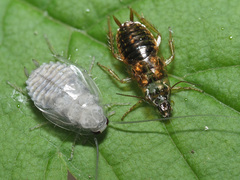 Ectobius vittiventris