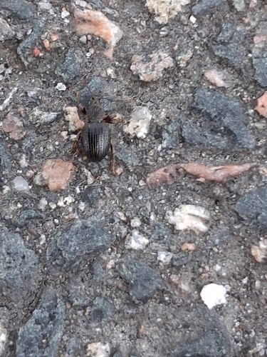 Strawberry Root Weevil