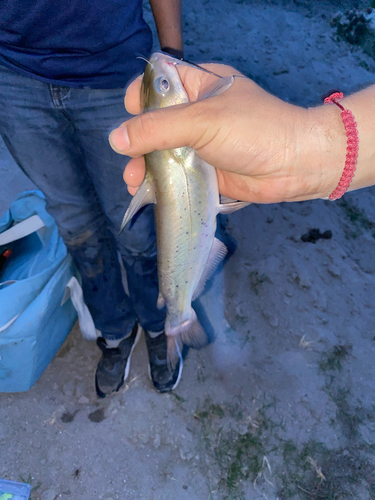 Channel Catfish