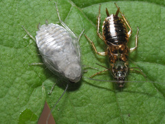 Ectobius vittiventris