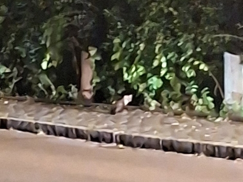 Stone Marten