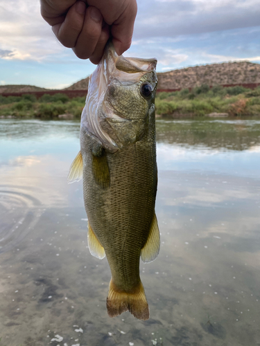 Largemouth Bass