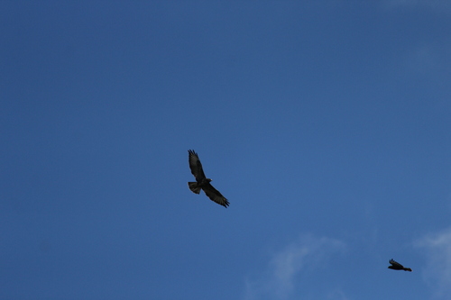 Common Buzzard