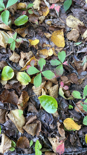 Canadian bunchberry