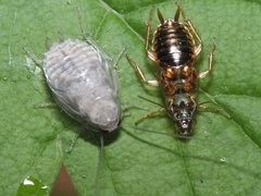 Ectobius vittiventris