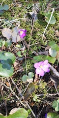 Hepatica nobilis