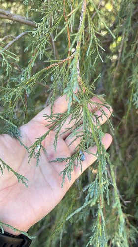 Rocky Mountain Juniper