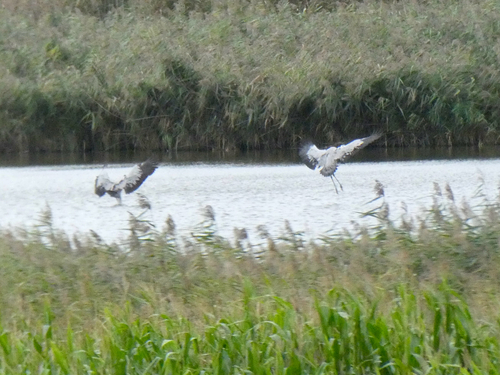 Common Crane
