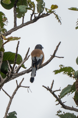 Rufous Treepie