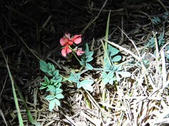 Indigofera miniata