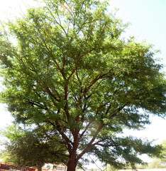 Image of Acacia robusta
