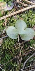 Hepatica nobilis