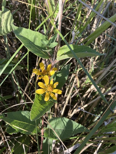 false sunflower