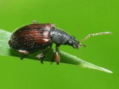 Phyllobius oblongus