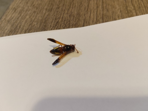 Rhynchium oculatum