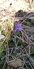 Hepatica nobilis
