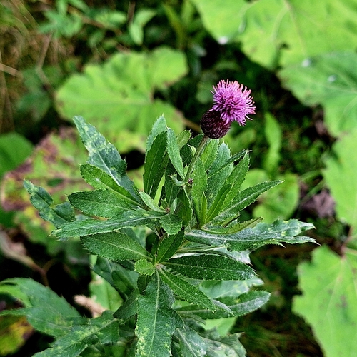 creeping thistle