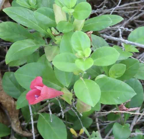 Barleria repens observed 2026-09-20