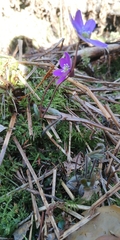 Hepatica nobilis
