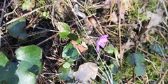 Hepatica nobilis