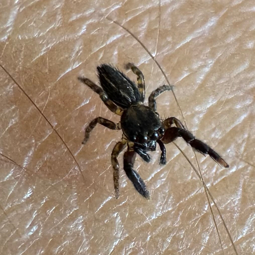 Four-lined Slender Jumping Spider