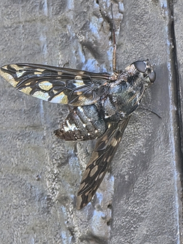 Tiger Bee Fly