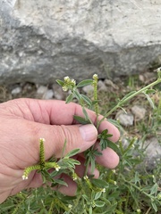 Euploca procumbens, photograph author not stated, no rights reserved