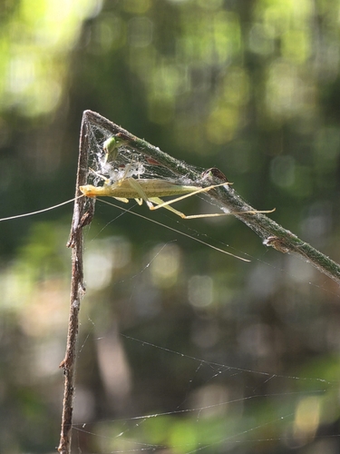 Narrow-winged Tree Cricket