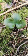 Hepatica nobilis