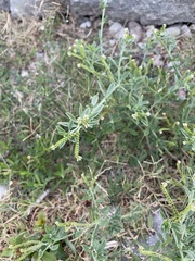Euploca procumbens, photograph author not stated, no rights reserved