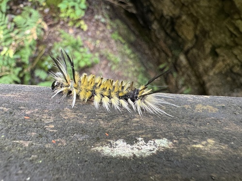 Banded Tussock Moth